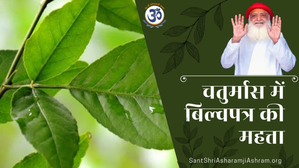 chaturmas-me-bel-patra-health-benefits-and-importance-in-hindi